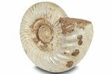 Jurassic Ammonite (Kranosphinctes?) Fossil - Madagascar #253208-2